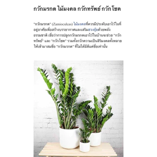 ต้นกวักมรกต เรียกเงินเรียกทรัพย์ ต้นไม้มงคลตกแต่งห้องนอน ไม้ฟอกอากาศ(มีให้เลือกหลายแบบจ้ะ)