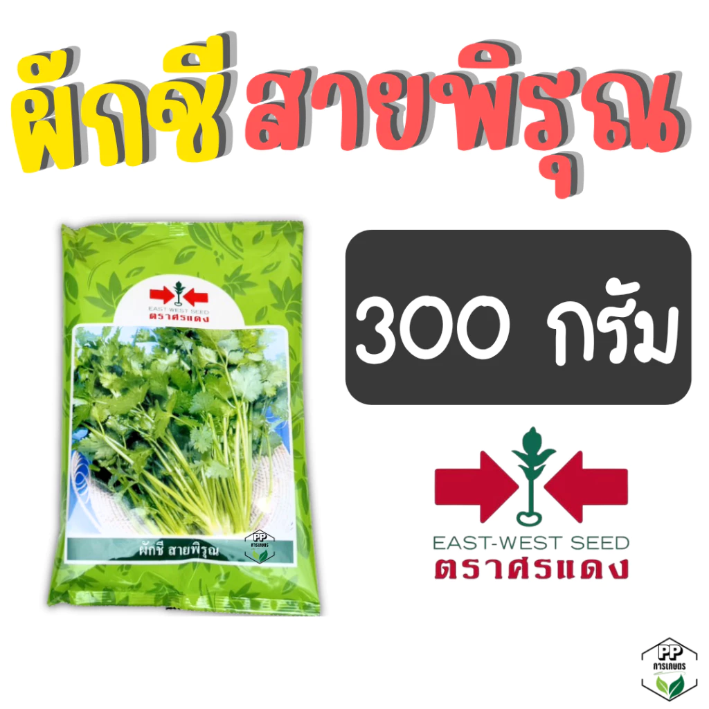 ผักชีสายพิรุณ 300 กรัม เมล็ดผักชีถุงใหญ่ อัตราการงอกดี ผักชีสายพิรุณ 300g ปลูกง่าย ลำต้นใหญ่