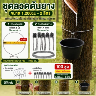 ลวดรัดต้นยาง (มีแยกขาย) ใช้ลวดเบอร์ 12,13 ลวดรัดต้นยาง ชุดลวดสปริง+วงรองถ้วยยางพารา ขนาด 4.5",5.5" ลวดยาว 1.2 เมตร