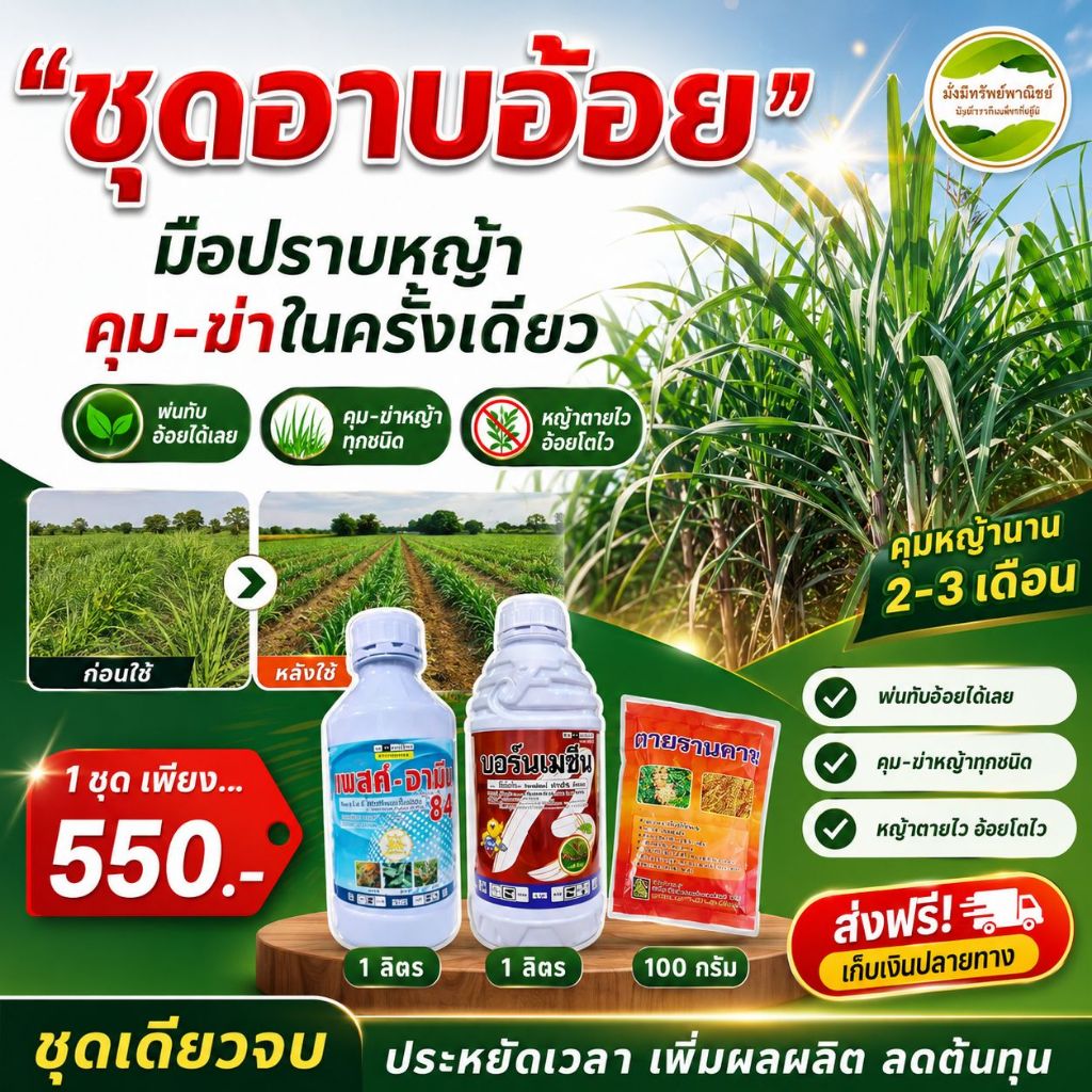 ชุดอาบอ้อยกำจัดวัชพืชพ่นทับรัวยอดอ้อยได้ทุกสายพันธุ์อย่างปลอดภัยทั้งกำจัดหญ้าใบแคบใบกว้างและเครือเถา คุมนาน 2-3 เดือน