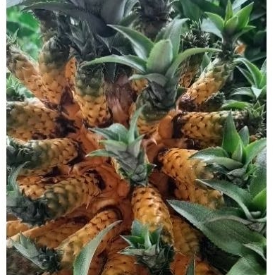 ต้นสับปะรดพันตา ต้นละ69บาท รากเดินดี (ตัวอย่างต้นที่ส่งรูปที่3)