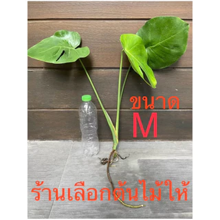 มอนสเตอร่า ไจแอนท์ ไม้ยอดตัดสด ไม่มีกระถาง (ฝักกินได้) ขนาดตามรูป; โปรดอ่านรายละเอียดสินค้า