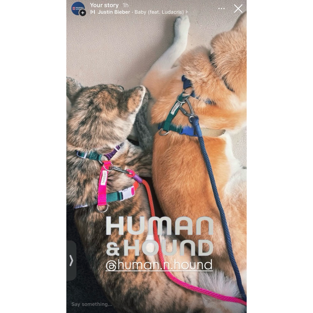 H Harness + Hybrid Handsfree Leash by Human & Hound