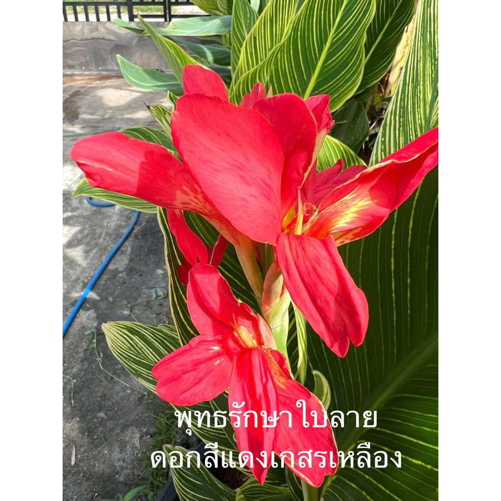 พุทธรักษาใบลาย ดอกสีแดงเกสรในเหลือง-ชำใส่กระถางส่ง