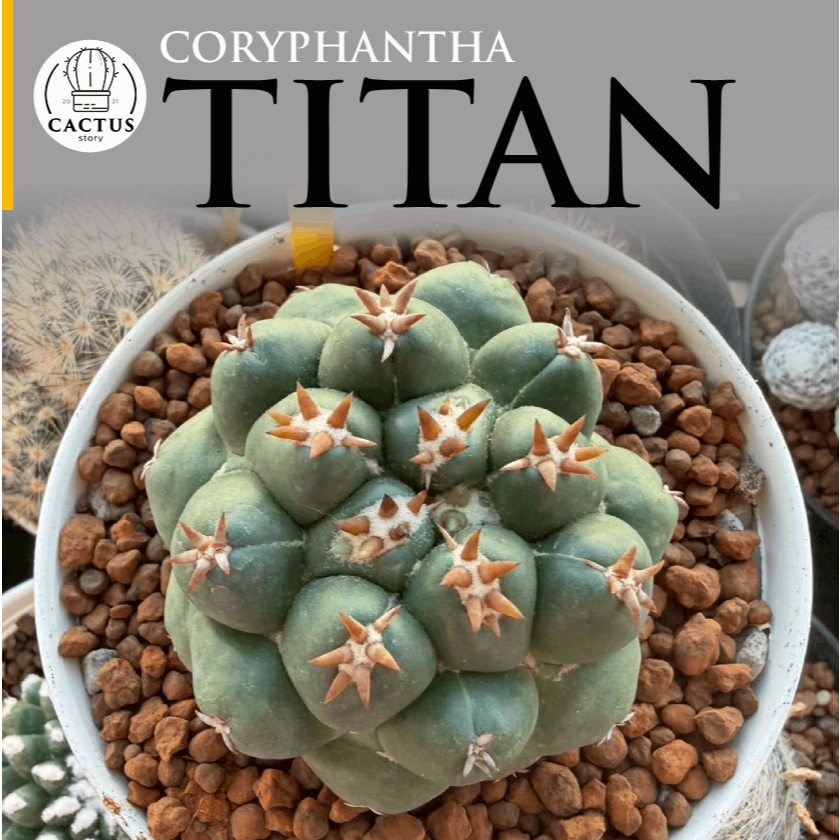 Coryphantha Elephantidens cv Titan ช้าง "ไททัน" ไม้ชำหน่อต้นด่าง กระถาง 4 นิ้ว