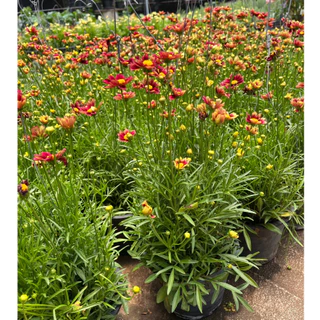 จันทร์ฉาย ดอกสีแดงเข้มน่ารัก ให้ดอกเยอะ มีดอกตลอดปี Coreopsis grandiflora 'Solar Fancy’