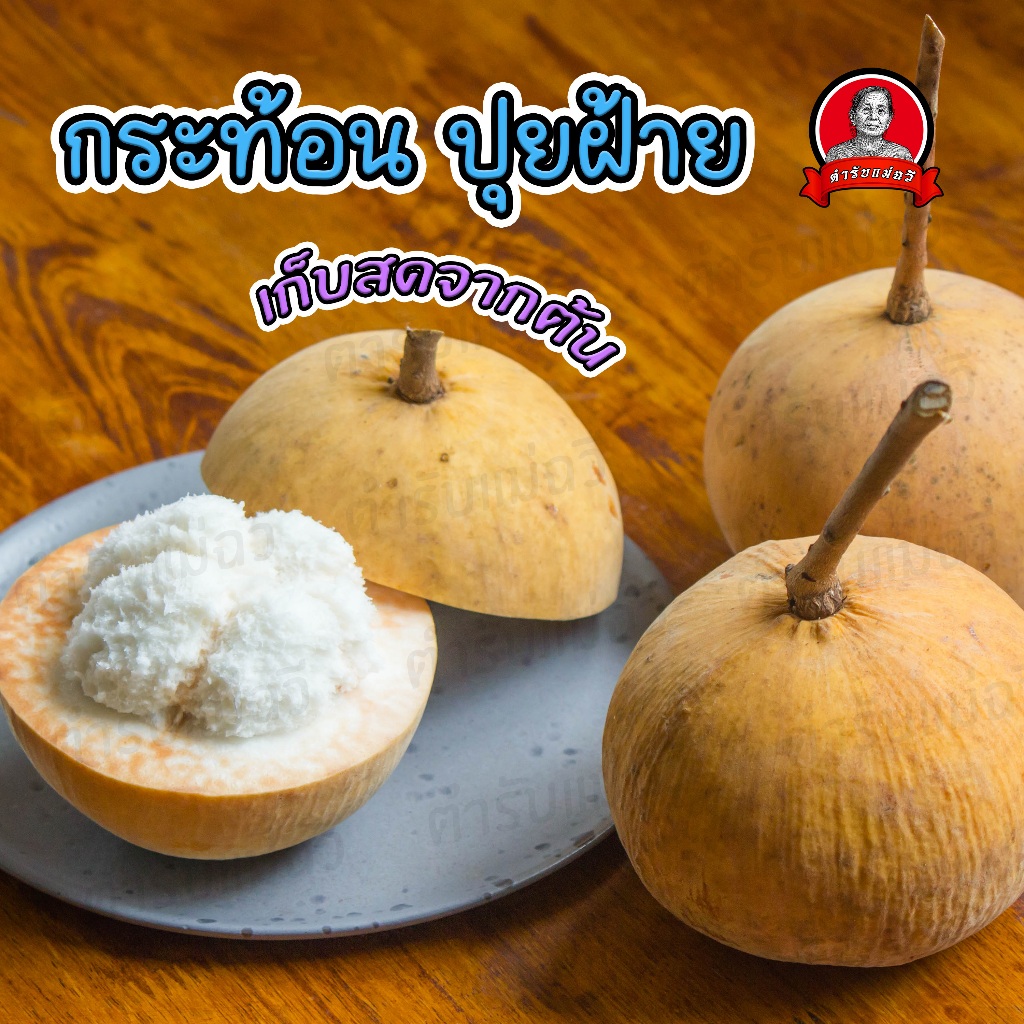กระท้อนปุยฝ้าย หวานอมเปรี้ยว (ในห่อ) ชุดละ 2 กิโลกรัม คละไซร์ เก็บสดๆ จากต้น