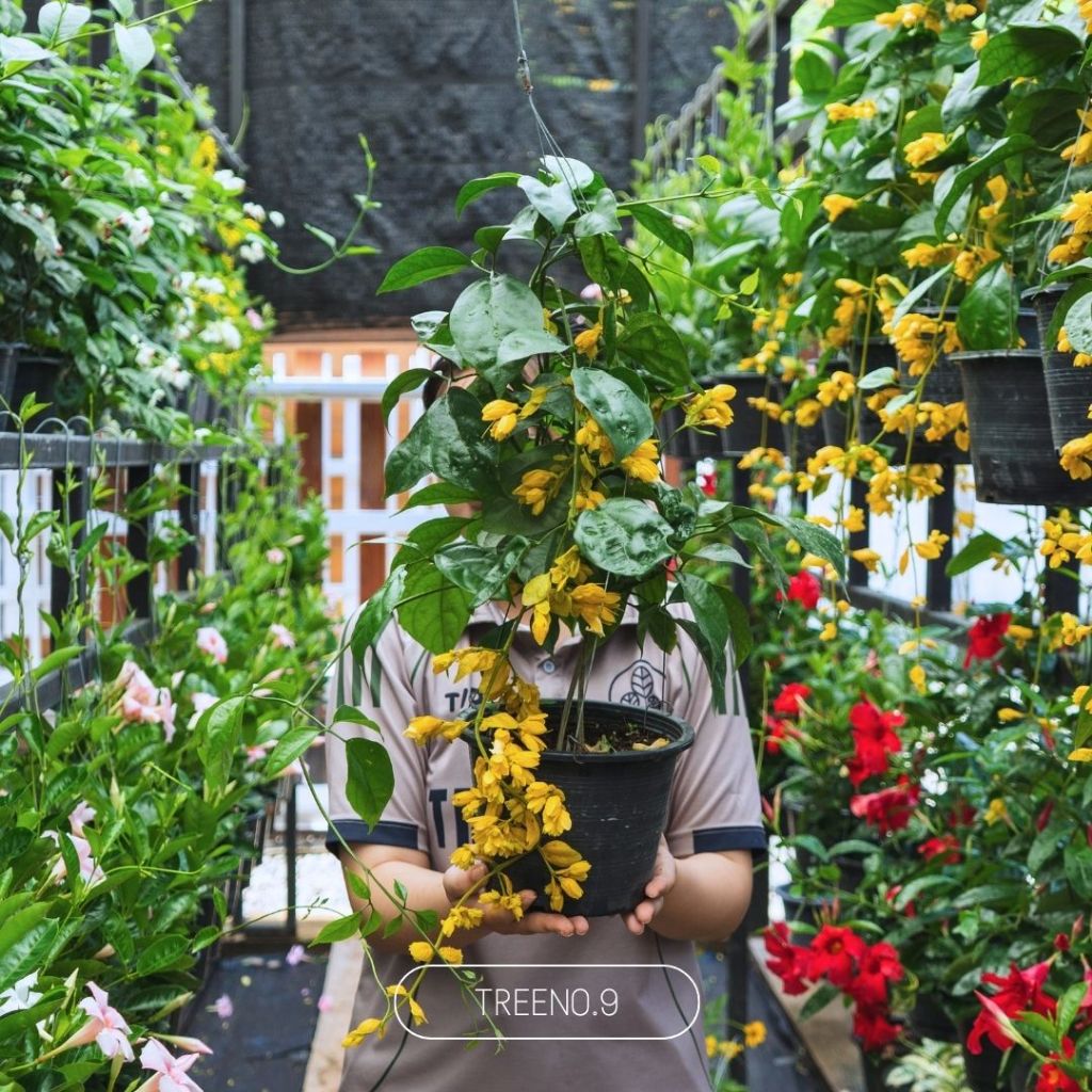 Treeno.9 T242 มาลัยทอง ดอกไม้มงคล (Golden Wreath) กระถางแขวน 8 นิ้ว / สูง 40-50 ซม. / ไม้ประดับ ไม้มงคล (ต้นไม้)
