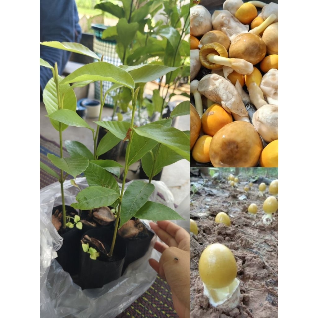 ยางนาราดเชื้อเห็ดระโงก 10 ต้น 🌱 ปลูกวันนี้ มีทั้งไม้และเห็ดในอนาคต