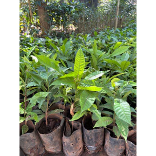 (ต้นเอบิว สูง 100-120cm. 1ต้น 199บาท )Abiu ต้นกล้า เอบิว ผลไม้ทองคำ ต้นเพาะเมล็ด จำนวนพันธ์ใต้หวัน ออกผลผลิตภายใน2-3ปี