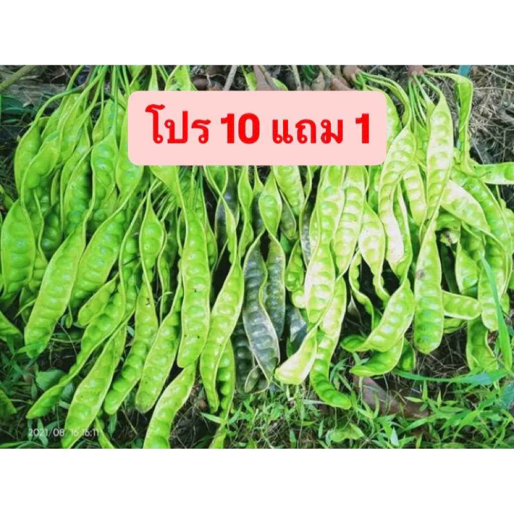 10 แถม 1 สะตอ เสียหายเคลมได้ สะตอข้าว พร้อมส่ง สะตอปักษ์ใต้ สะตอสวยๆ อ่านรายละเอียดก่อนสั่งนะคะ