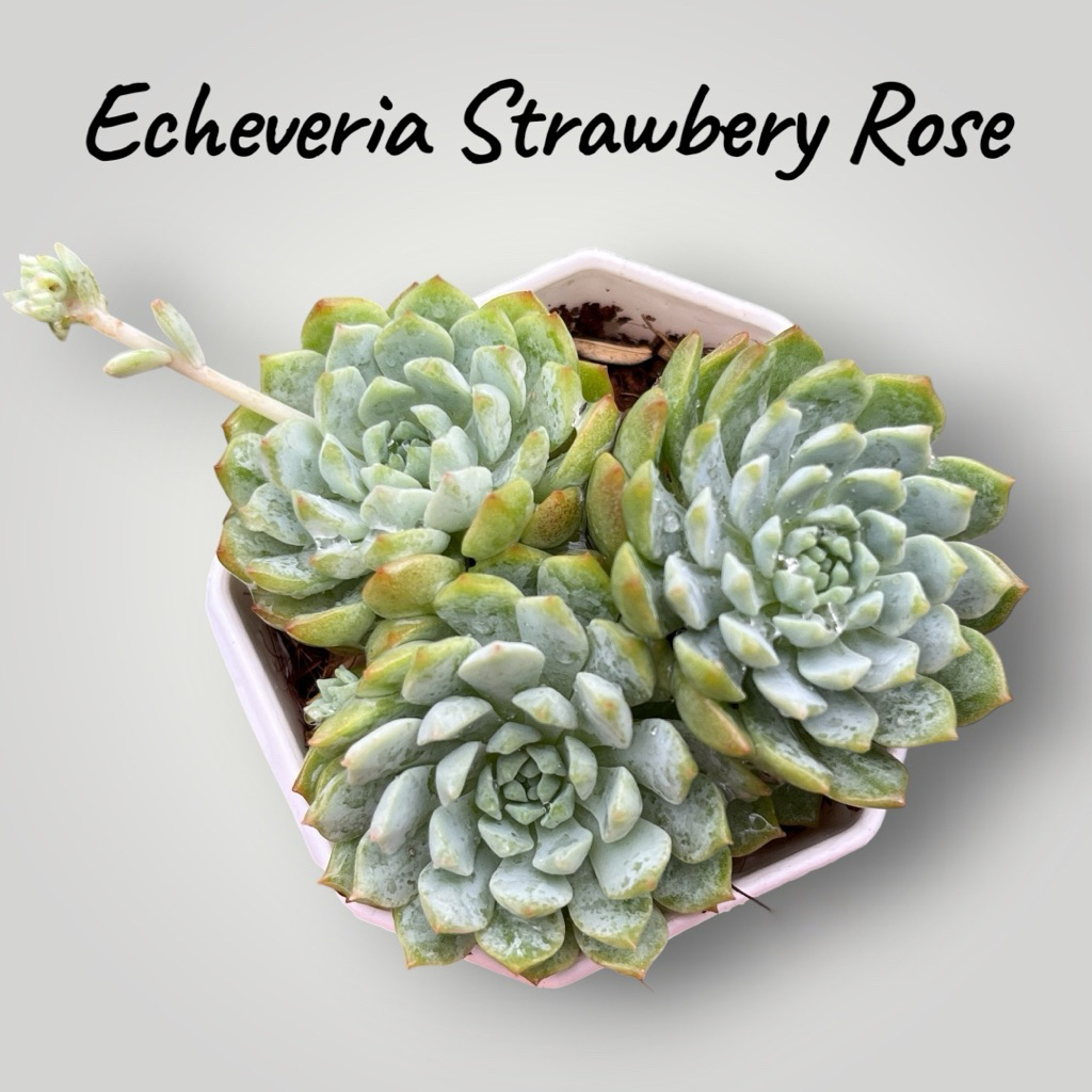 Echeveria Pink Butterfly กุหลาบหิน ไม้อวบน้ำ ขนาด 2 นิ้ว