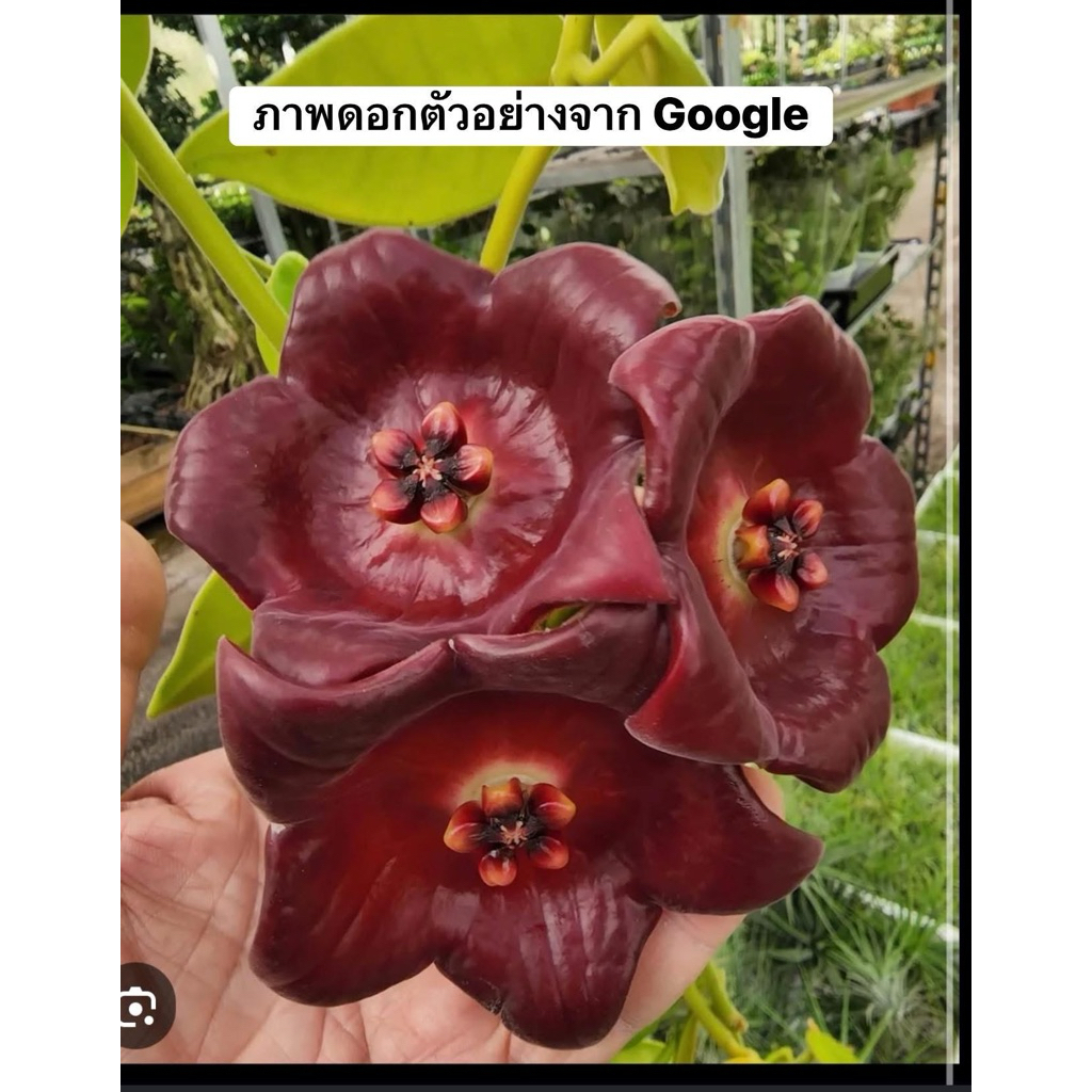 Hoya Gigas โฮย่าดอกใหญ่สีแดงเข้ม