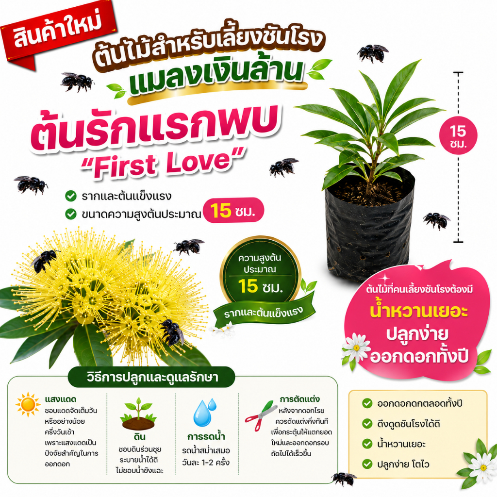 ฟาร์มบ้านเรา ต้นรักแรกพบ ต้นไม้สำหรับเลี้ยงชันโรง แมลงเงินล้าน