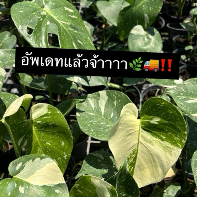 มอนสเตอร่า ไทคอน กระถาง 4 นิ้ว อัพเดทล่าสุด 02/06/69