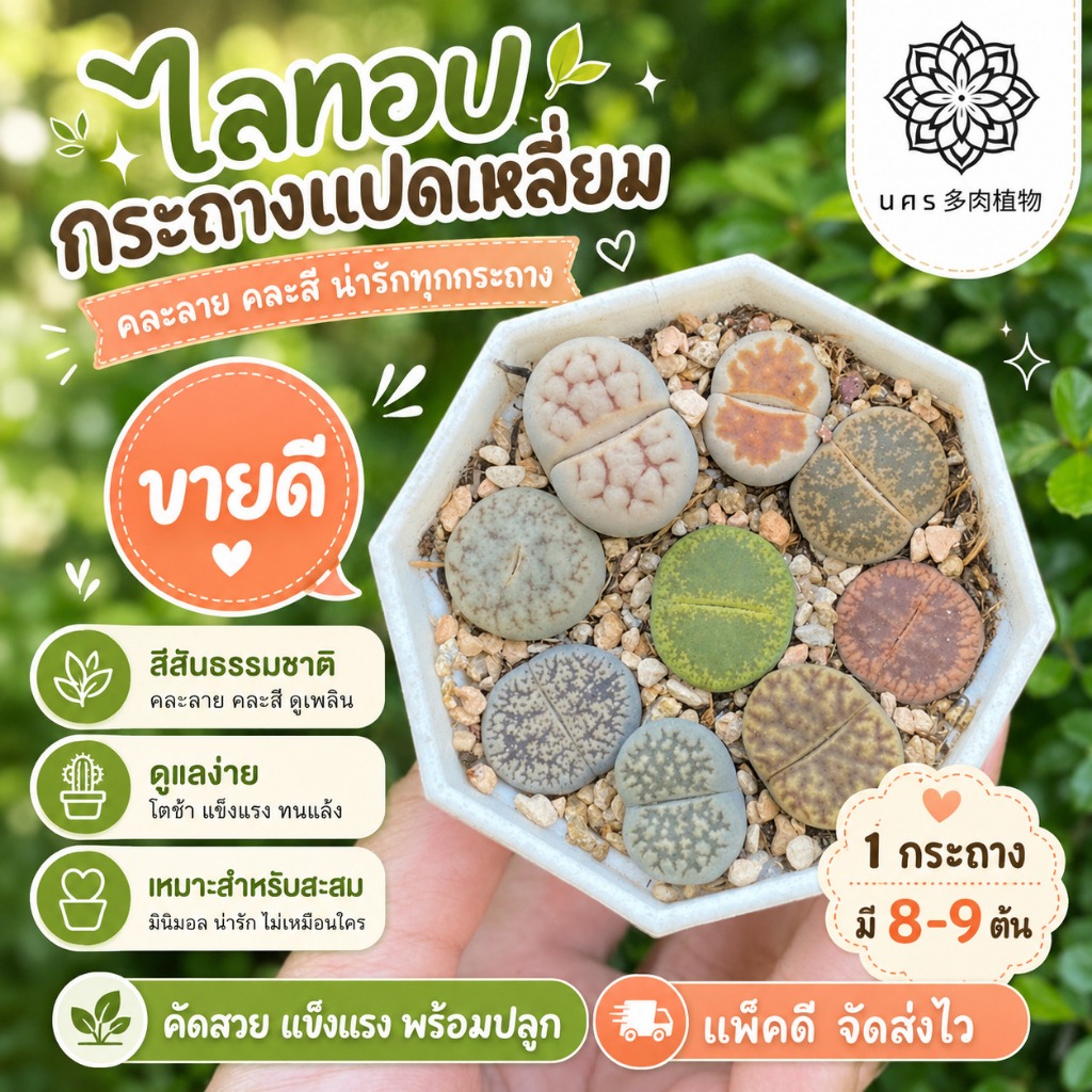 พรีออเดอร์❗ไลทอป (Lithops) ไลทอป Lithop Mix กระถาง2.5นิ้ว แคคตัส กระบองเพชร