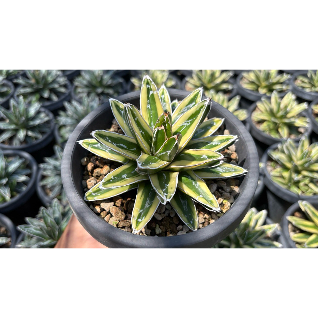 Agave victoriae reginae kizen
