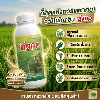 ฮอร์โมนสำหรับนาข้าว อะมิโนสาหร่ายทะเล เล่งกอ 1 ลิตร ข้าวแตกกอดี แตกรากยาว หาอาหารเก่ง ใบเขียวดำตั้งตรง ต้านโรคและแมลง