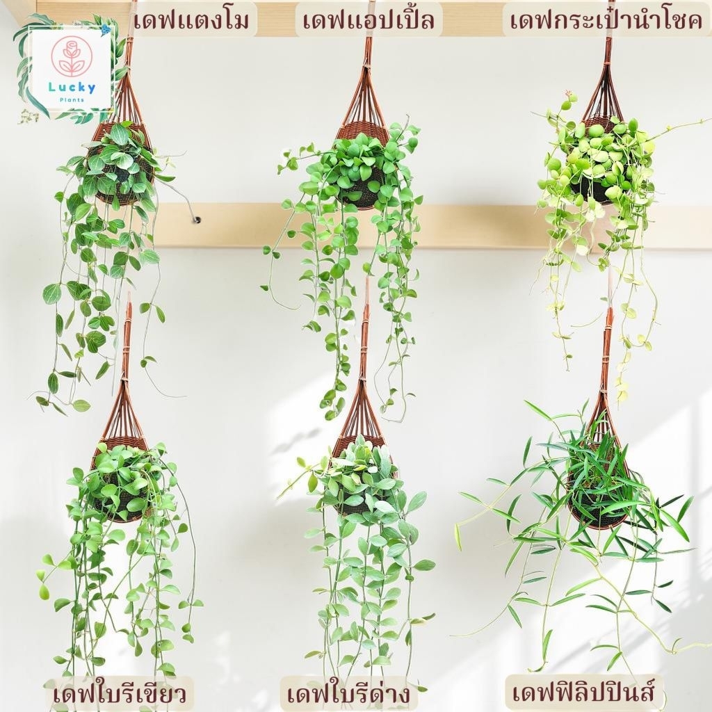🌿เดฟฟิลิปปินส์,เดฟแตงโม,เดฟแอปเปิ้ล,เดฟใบรีเขียว,เดฟใบรีด่าง,เดฟกระเป๋านำโชค ในกระเช้าสาน พร้อมลวดแขวน (ฟอกอากาศ)