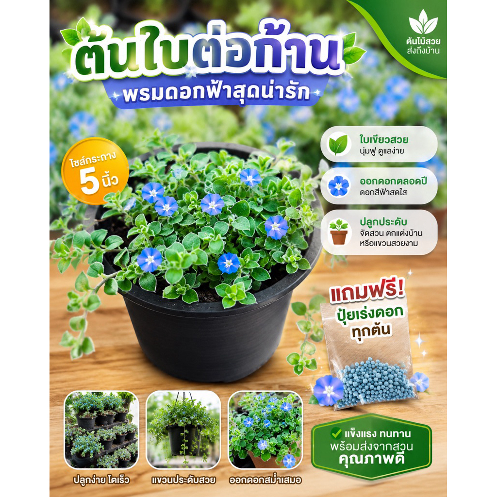 ต้นใบต่อก้าน กระถาง5นิ้ว ❗️แถมปุ๋ยเร่งดอก+คู่มือการเลี้ยง