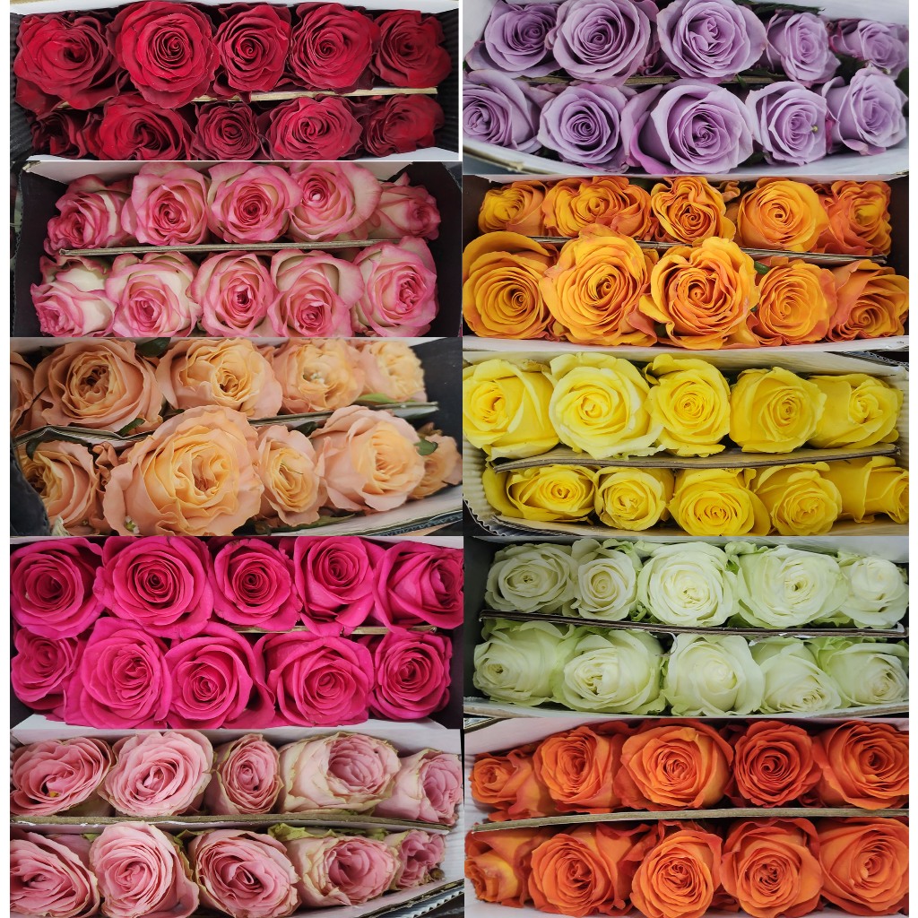 กุหลาบเปิด กุหลาบจีน กุหลาบสด 10 ดอก หลายสีให้เลือก ส่งด่วน กทม.211