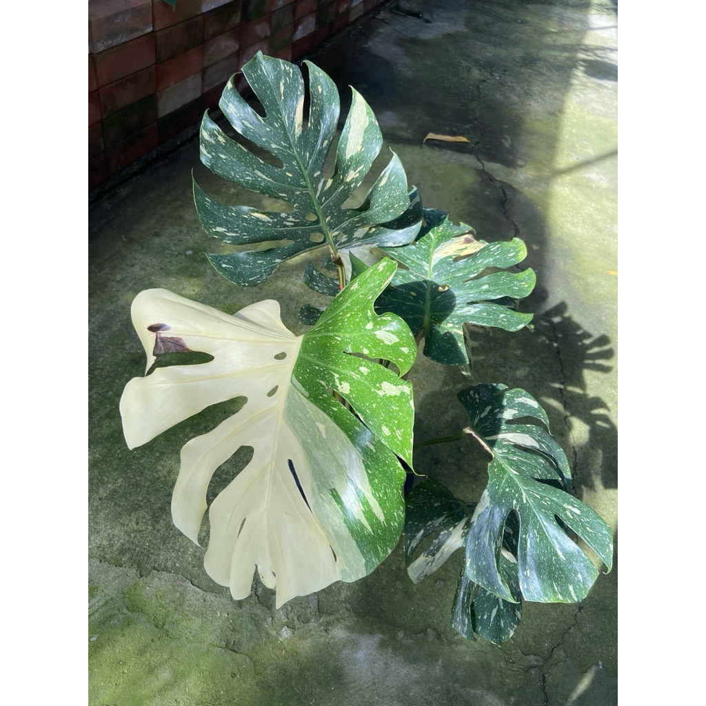 มอนสเตอร่า ไทยคอน(Monstera Thai Constellation) ‼️คัดลาย ซึ่งเป็นไม้ประดับด่างยอดนิยม