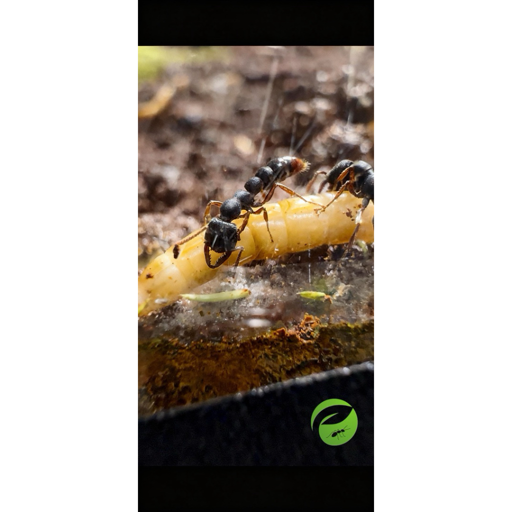 Stigmatomma Sp.(black)