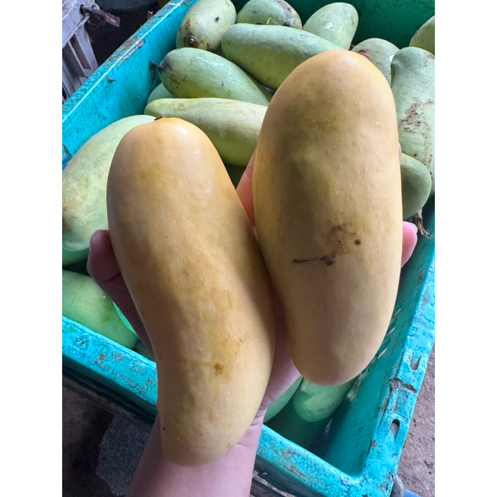 มะม่วงสุก(มหาชนก )พร้อมส่ง 3กิโลกรัมอร่อยหวานหอม🥭🥭📦📦