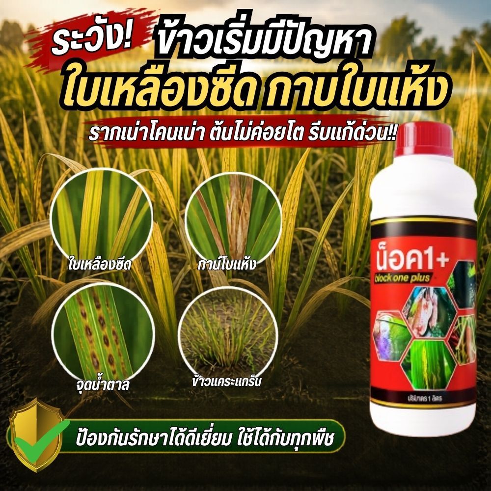 หยุดโรคพืชในนาข้าว ใบเหลือง กาบใบแห้ง รากเน่าโคนเน่า ใบจุดสีน้ำตาล ฟื้นฟูพร้อมป้องกัน ต้นแข็งแรง