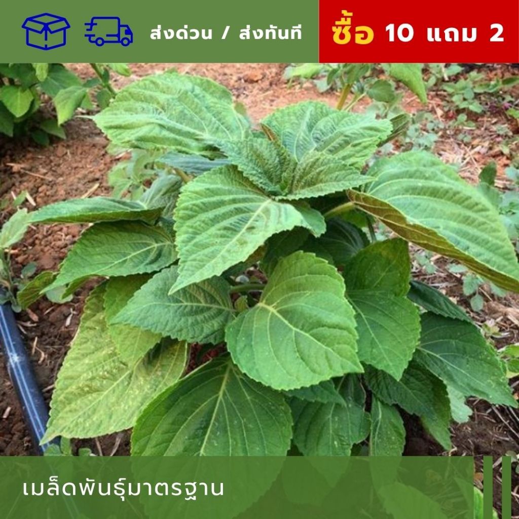 เมล็ดงาเขียวเกาหลี ร้านเปิดใหม่ สินค้าราคาคุ้มค่าได้มาตรฐาน อัตราการงอกและรอดสูง