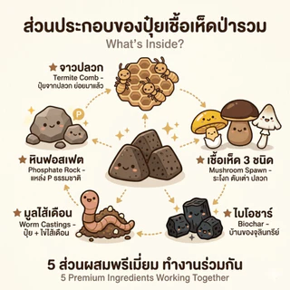 เชื้อเห็ดป่ารวม ระโงก ตับเต่า ปลวก