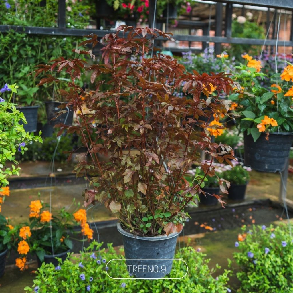 Treeno.9 ชบาเมเปิ้ล กระถาง 8 นิ้ว cranberry hibiscus ไม้ประดับ สีแดงอมม่วง ต้นสวย ทรงดี ต้นชบาเมเปิ้ล ผักใบแดง ไม้แดด