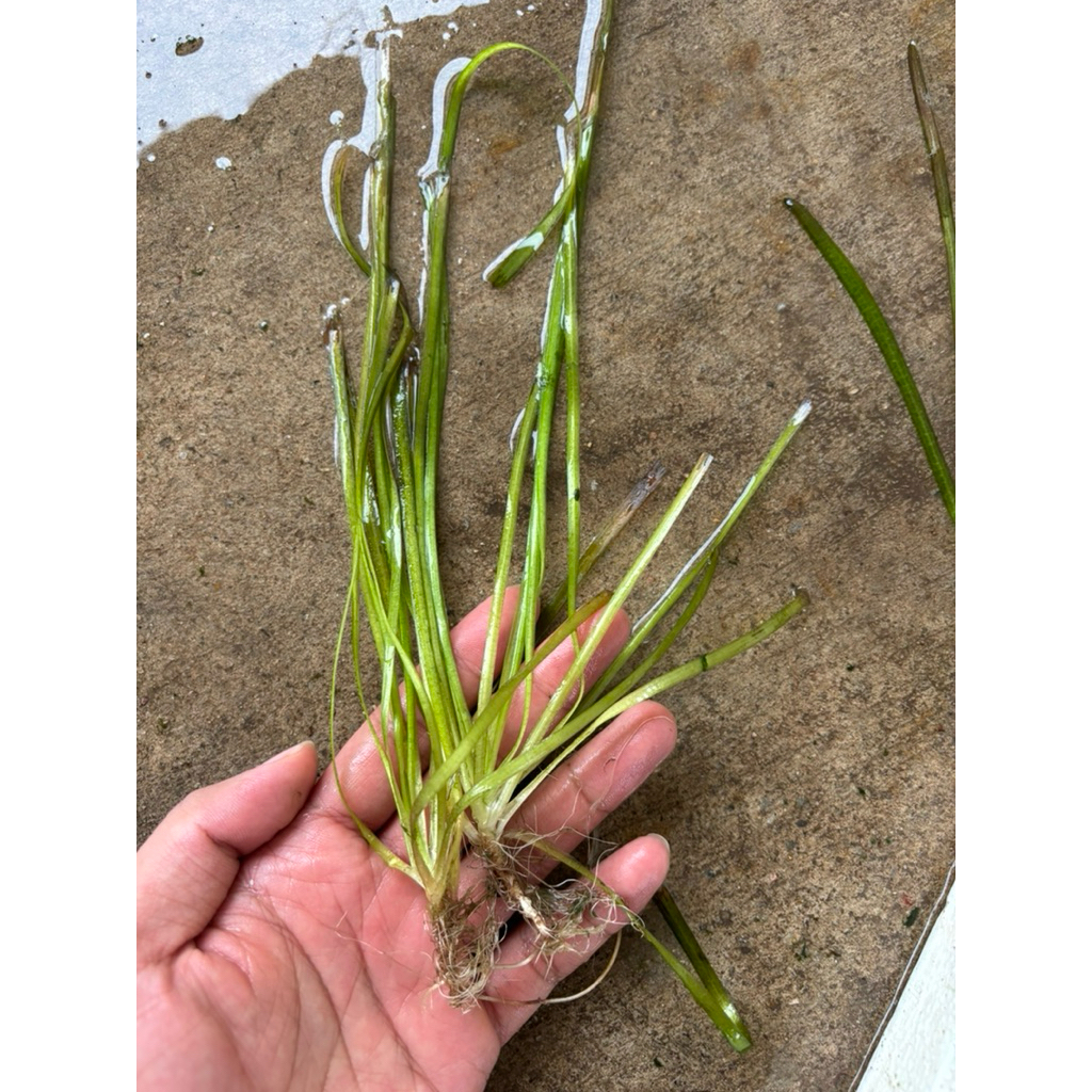 เทปใบยาว ไม้น้ำ ตู้ปลา ตู้นาโน Vallisneria americana / Vallisneria gigantea