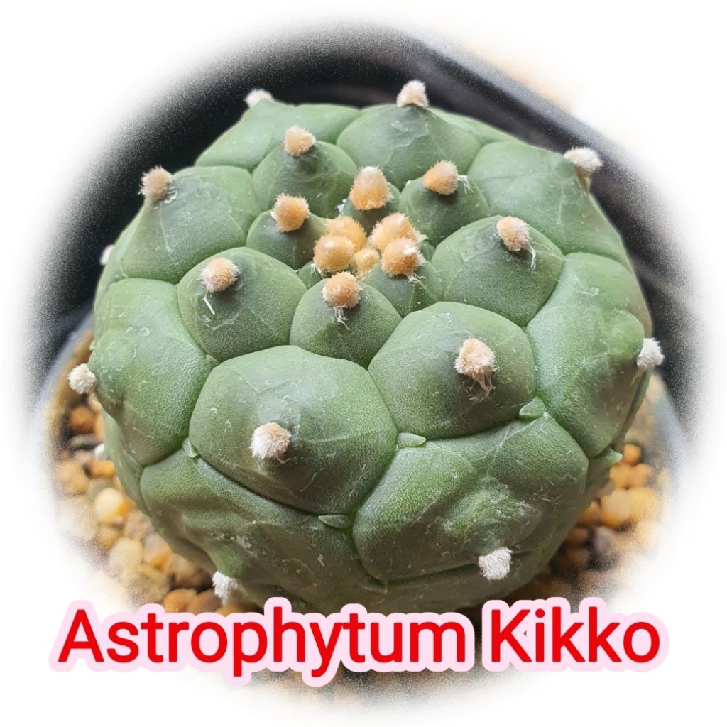 แอสโตรไฟตัม กิ๊กโกะเต่า แอสโตรเต่า Astrophytum Kikko แคคตัส ไม้เมล็ด มีรอยใต้โคนต้นบ้าง ไม่มีผลต่อการเจริญเติบโตนะคะ