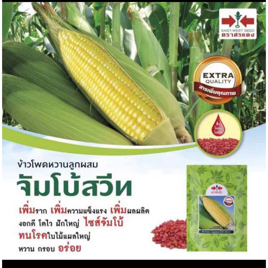 แบ่งขายเมล็ดข้าวโพดศรแดง 100 กรัม 120 บาท ข้าวโพดหวานลูกผสม จัมโบ้สวีท F1