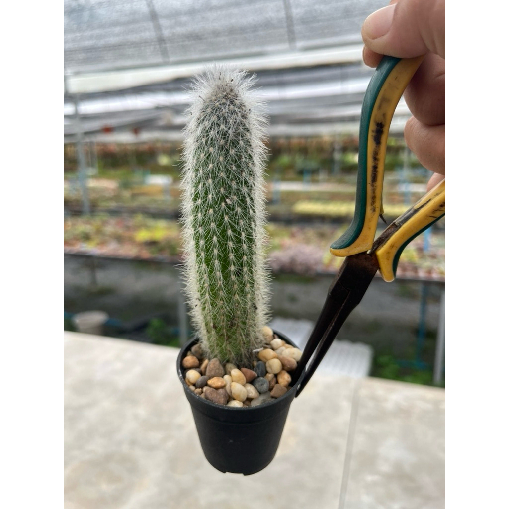 Echinocereus  คบเงินไม้เมล็ด