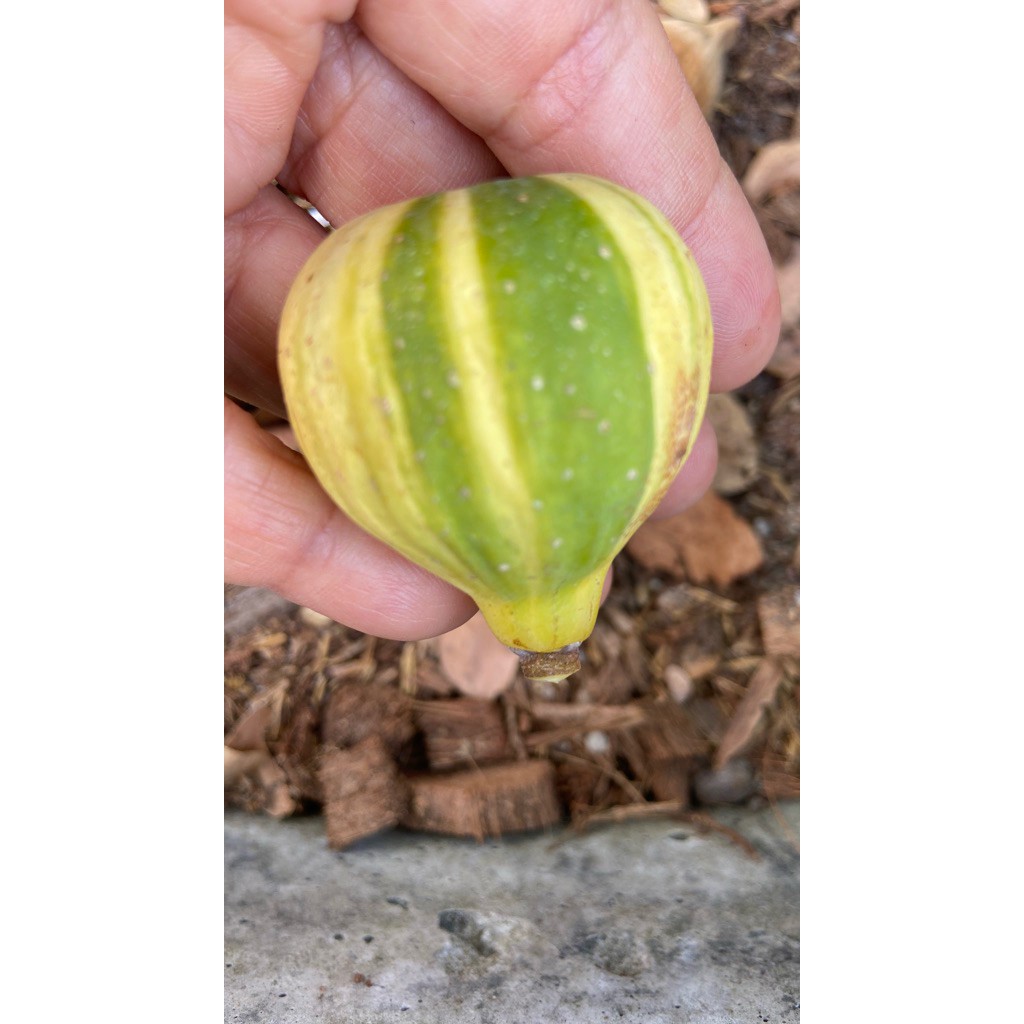 ต้นพานาซี ลูกลาย ใส้แดงเข้ม หวานหนึบ ขอดูรูปต้นจริงได้ค่ะpanache tiger figs tree
