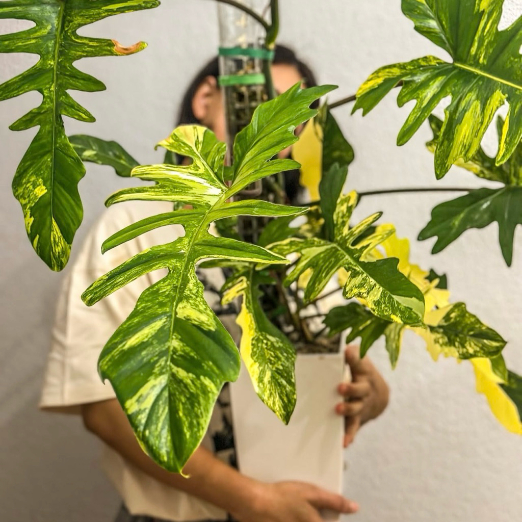 ฟิโลเดนดรอนไฮบริด กุ้งxมาโยอิ (philodendron hybrid florida beauty x mayoi)