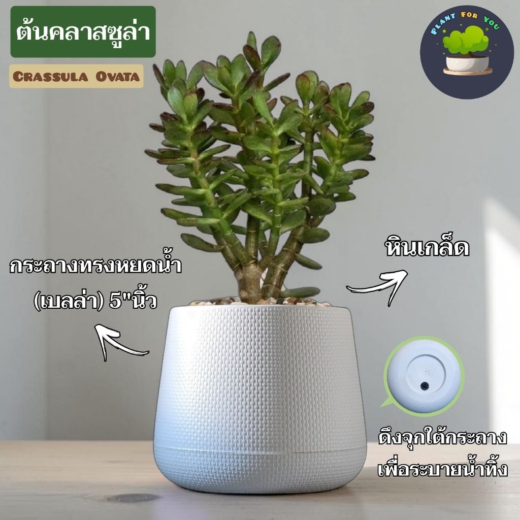 ต้นคลาสซูล่า Crassula Ovata จัดลงกระถางสวยงามพร้อมปลูก มีแบบกระถางให้เลือกหลายแบบ ปลูกในบ้าน คอนโด ร้านคาเฟ่