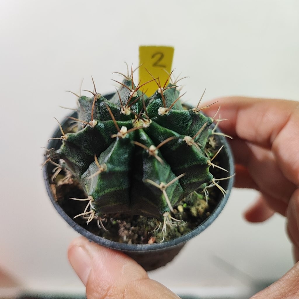 จัดส่งทั้งกระถาง แคคตัส Cactus Gymno ต้นยิมโนเขียวเชื้อด่างและ Gym.เชื้อด่าง Gymnocalycium กระบองเพชร