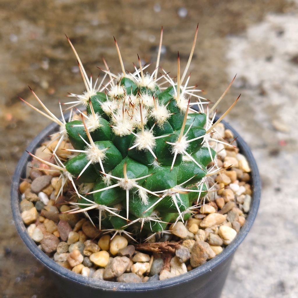 แมม Mammillaria karwinskiana หนามโหด ราคา38บาทกระถาง3นิ้ว