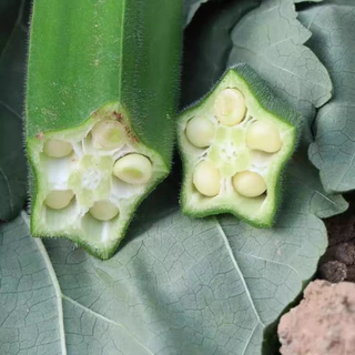 เมล็ดพันธุ์กระเจี๊ยบเขียว 20 เมล็ด งอกเร็ว โตไว ปลูกง่ายในดินทั่วไป vegetable seeds OKRA SEEDS