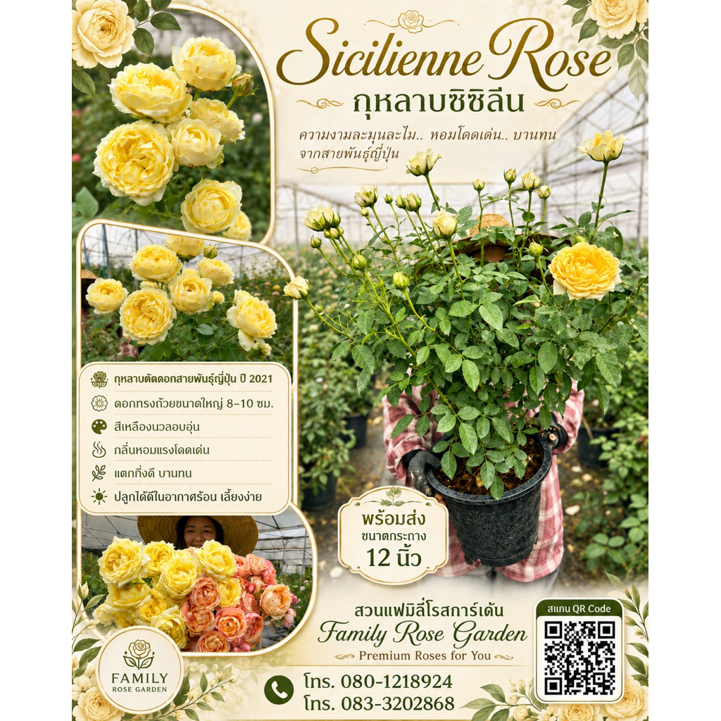 Sicilienne กุหลาบสีเหลืองอมพีช ดอกดก ดอกใหญ่ บานทนมากเหมาะสำหรับท่านที่ชอบตัดกุหลาบใส่แจกัน หอมสดชื่นกลิ่นชาผลไม้