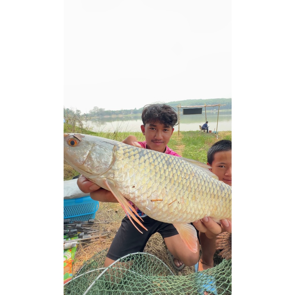 เหยื่อตกปลาโพไซดอน สูตร1 2500g 3ถุง ตกหน้าดิน ชิงหลิว รูปที่ 8