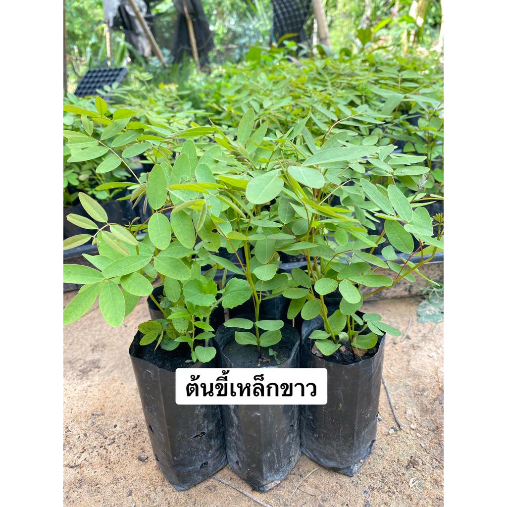 ต้นขี้เหล็กขาว สูง 15-30 เซนติเมตร จัดชุด 6ต้น 100