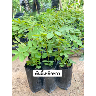 ต้นขี้เหล็กขาว สูง 15-30 เซนติเมตร จัดชุด 6ต้น 100
