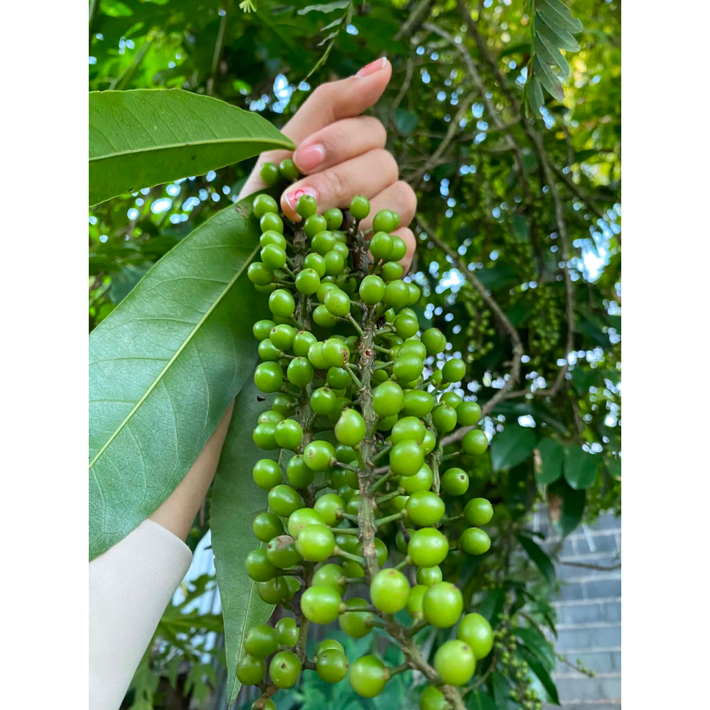 มะเม่าเขียว_มะเม่าสด ⁑ หมากเม่าป่า ⁑ หมากเม่าดง  เปรี้ยวสะใจ🍒