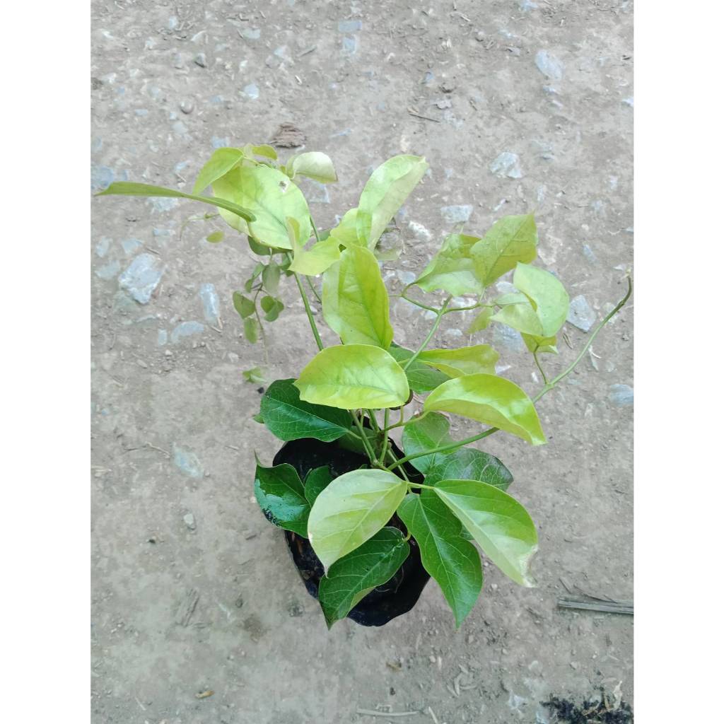 ต้นพันธุ์ ต้นเหลืองชัชวาลย์ ถุงดำพร้อมปลูก 49 บาท รูปที่ 4