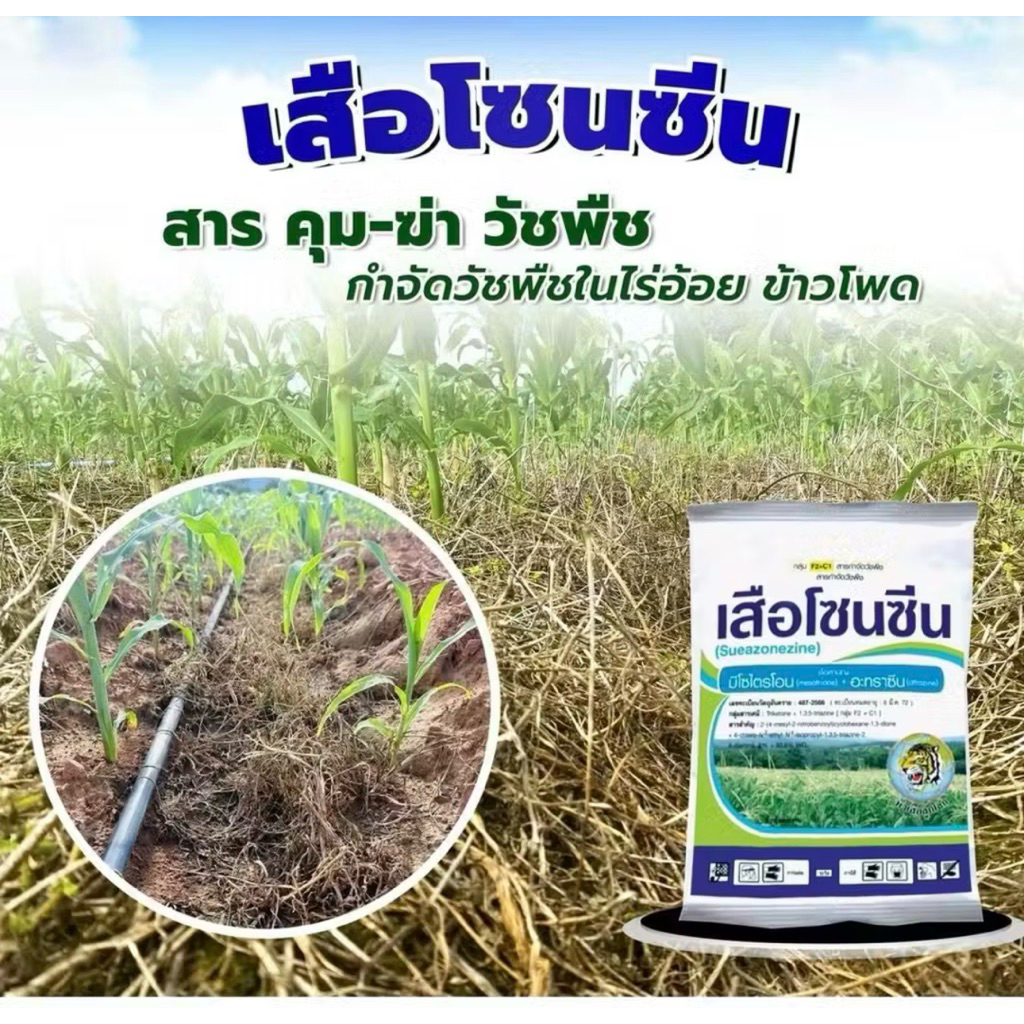 เสือโซนซีนขนาด1กก.สารมีโซไตรโอน+อะทราซีนคุมฆ่xวัชพืชในไร่อ รูปที่ 2
