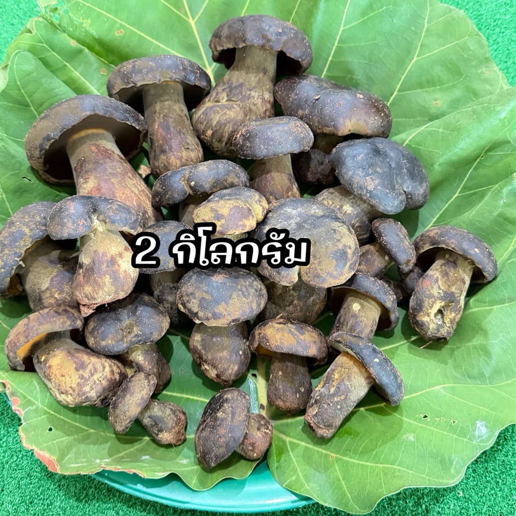 เห็ดตับเต่า สดๆ ส่งห้องเย็น